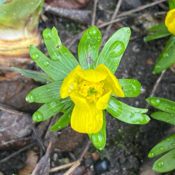 <h3>Eranthis hyemalis / Winter aconite / Winterakoniet</h3>